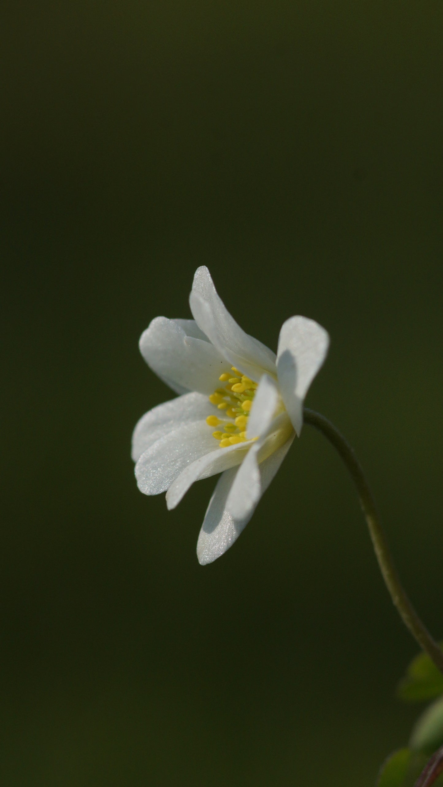 Anemone nemorosa 'Hilda' - Buschwindröschen