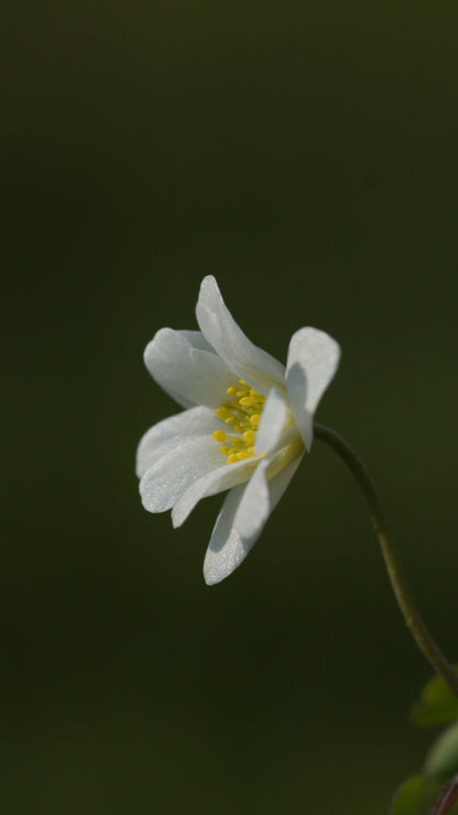 Anemone nemorosa 'Hilda' - Buschwindröschen