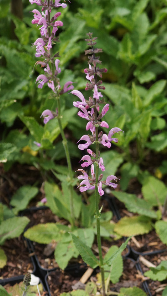 Salvia pratensis 'Rose Rhapsody' - Wiesen-Salbei