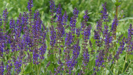 Salvia nemorosa 'Viola Klose' - Steppen-Salbei