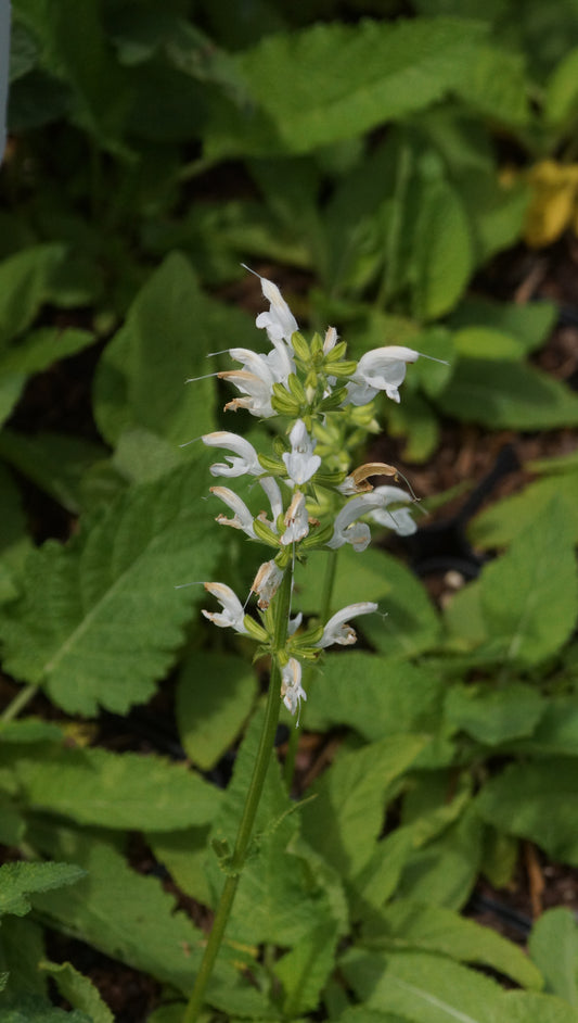 Salvia pratensis 'White Rhapsody' - Wiesen-Salbei
