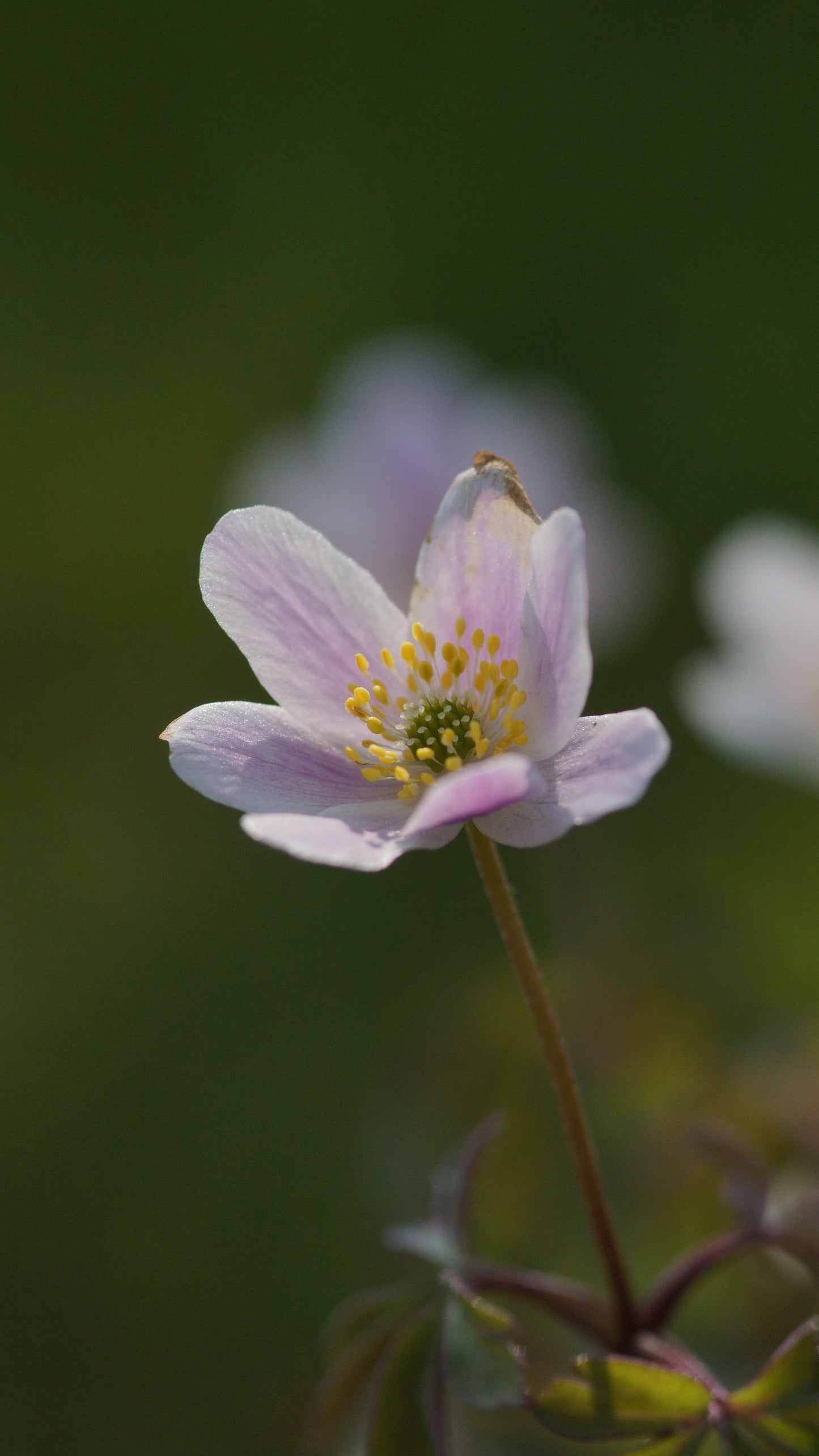 Anemone nemorosa 'Ice and Fire' - Buschwindröschen