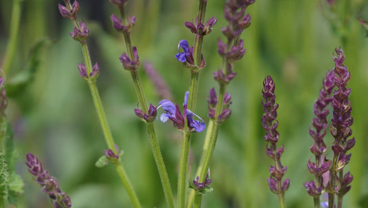 Salvia x sylvestris 'Dear Anja' - Blüten-Salbei