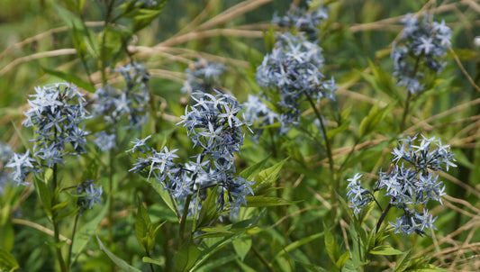 Amsonia tabernaemontana var. salicifolia - Blausternbusch