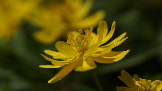 Anemone ranunculoides 'Semiplena' - Gelbes Buschwindröschen