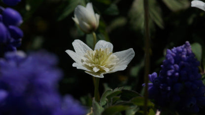 Anemone nemorosa 'Alba Plena' - Buschwindröschen