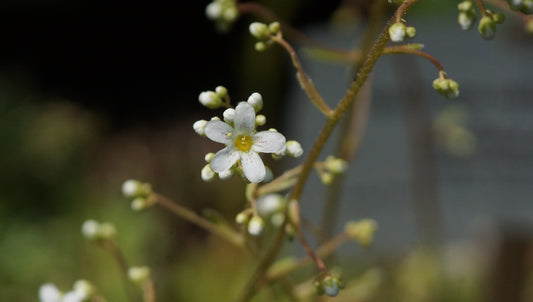 Saxifraga callosa var. lantoscana - Zungen-Steinbrech