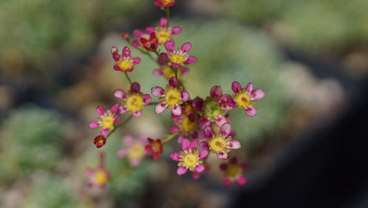 Saxifraga paniculata 'Jaromir' - Rispen-Steinbrech