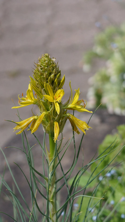 Asphodeline lutea - Junkerlilie