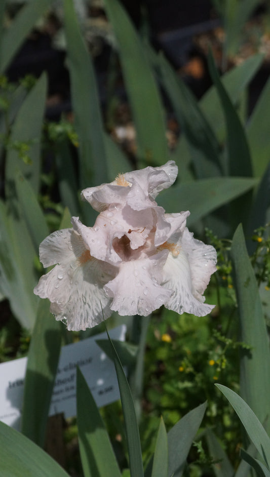 Iris barbata-elatior 'Cherished' - Hohe Bart-Iris