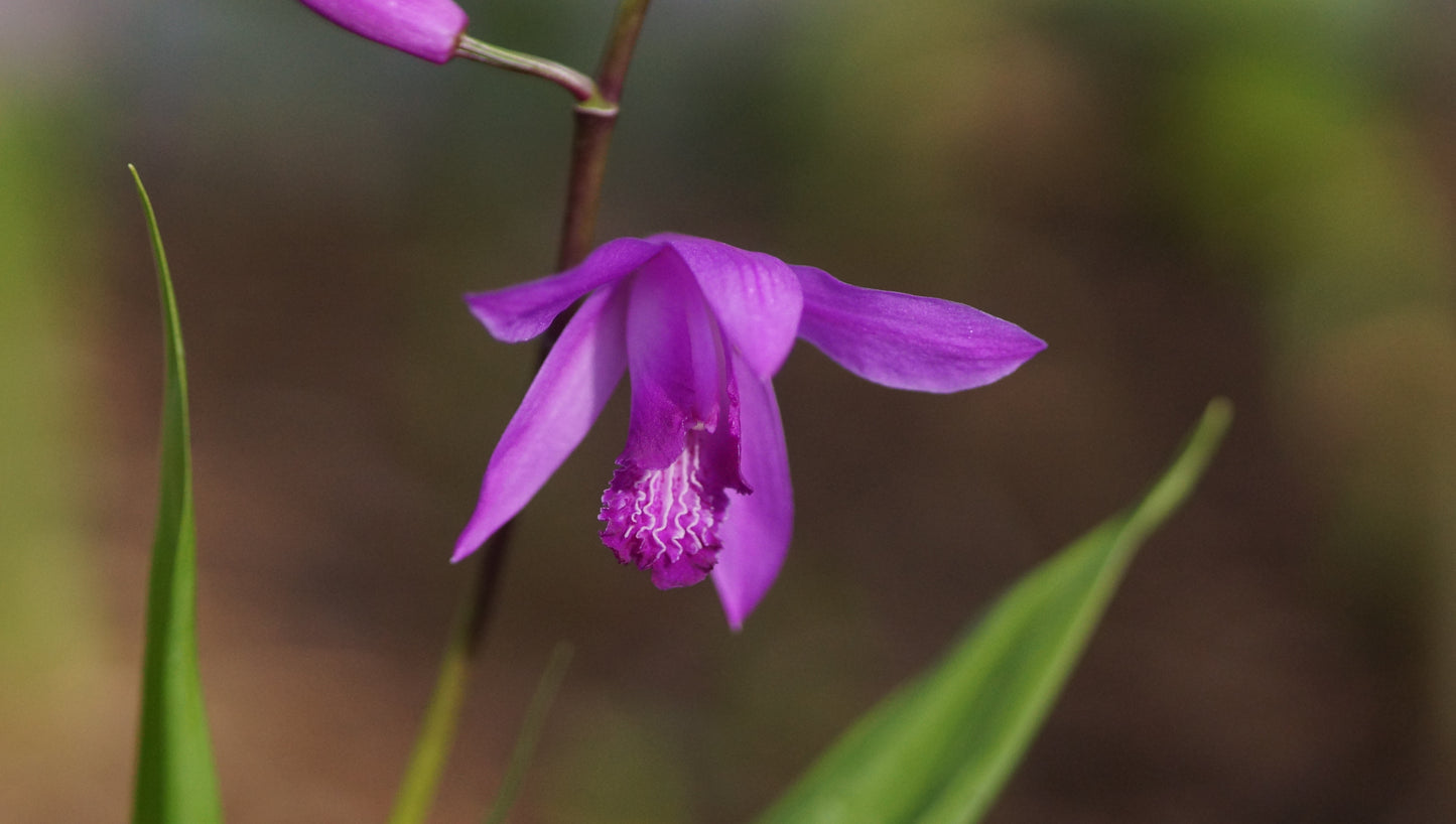 Bletilla striata - Japanorchidee