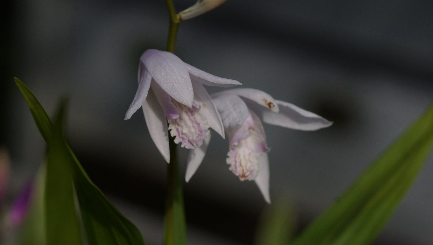 Bletilla striata 'Alba' - Japanorchidee