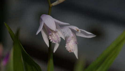 Bletilla striata 'Alba' - Japanorchidee