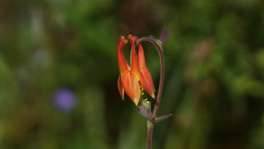 Aquilegia formosa - Westliche Akelei
