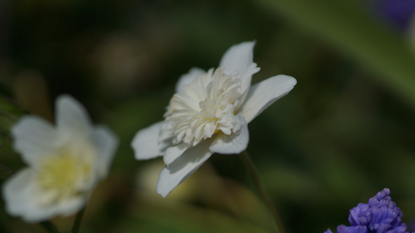Anemone nemorosa 'Alba Plena' - Buschwindröschen