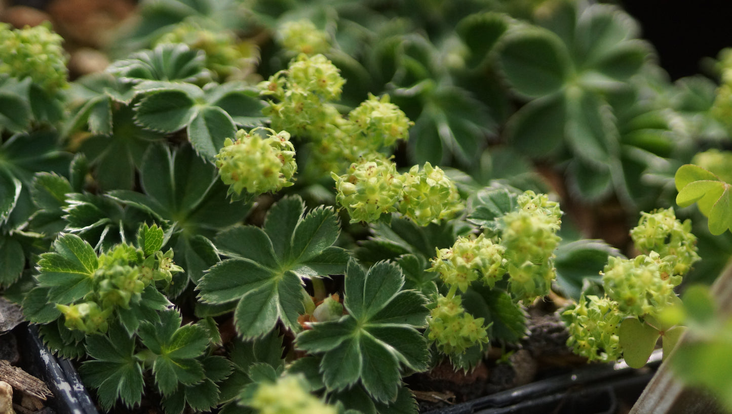 Alchemilla faeroensis subsp. pumila - Färöer-Frauenmantel