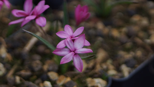 Rhodohypoxis baurii 'Mars'- Grasstern