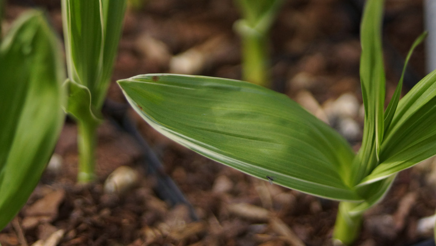 Bletilla striata f. variegata - Japanorchidee