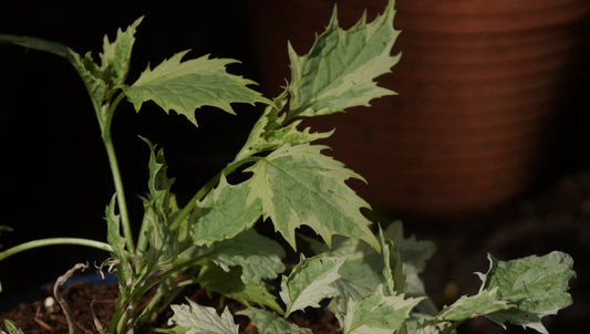 Ajuga incisa 'Frosted Jade' - Aufrechter Günsel