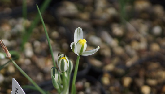 Albuca humilis - Zwergmilchstern