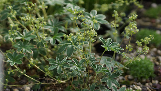 Alchemilla alpina - Alpen-Silbermantel