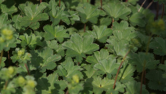 Alchemilla erythropoda - Kleiner Frauenmantel