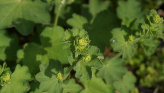 Alchemilla epipsila - Zierlicher Frauenmantel
