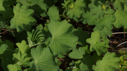 Alchemilla epipsila - Zierlicher Frauenmantel