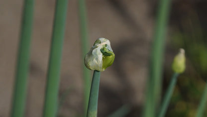 Allium cepa var. viviparum - Etagen-Zwiebel