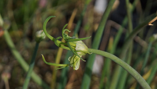Allium cepa var. viviparum - Etagen-Zwiebel