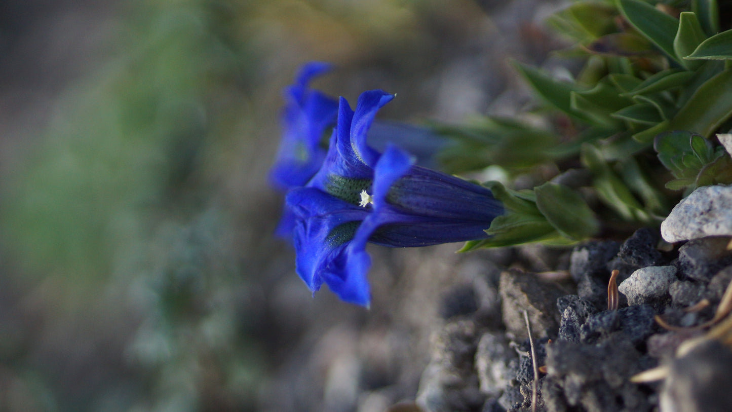 Gentiana acaulis 'Renate' - Stängelloser Enzian