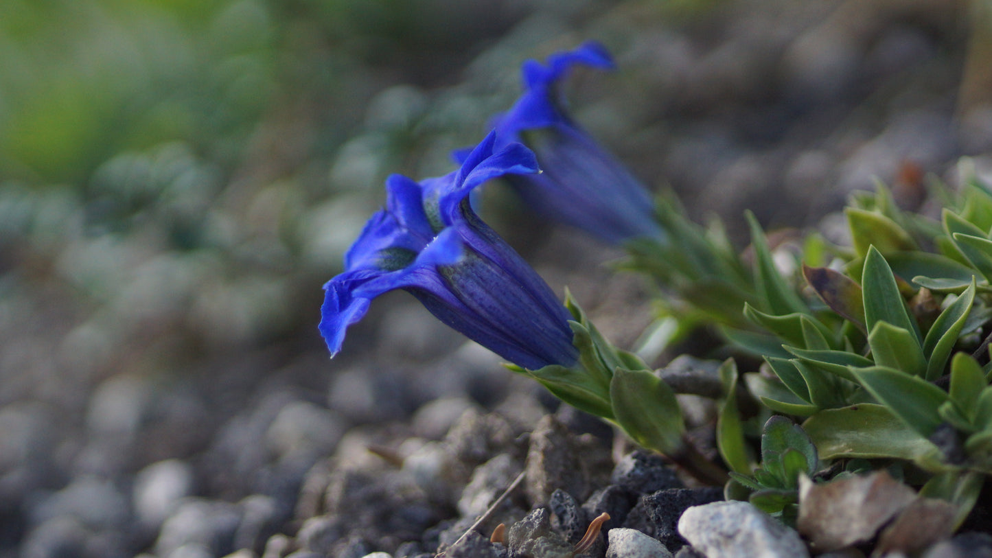 Gentiana acaulis 'Renate' - Stängelloser Enzian