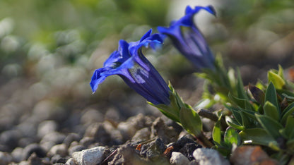 Gentiana acaulis 'Renate' - Stängelloser Enzian
