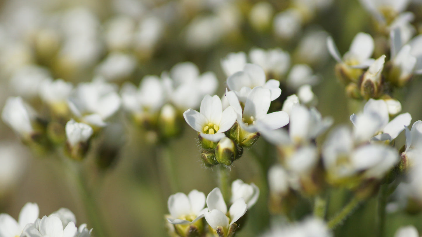 Draba x salomonii - Weisses Hungerblümchen