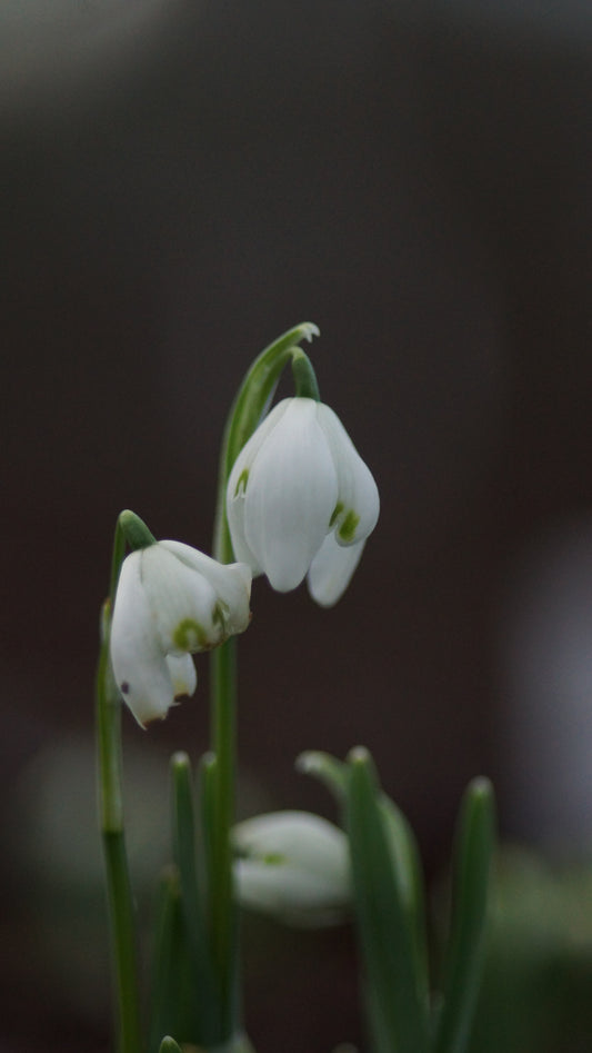 Galanthus nivalis 'Flore Pleno' - Gefülltes Schneeglöckchen