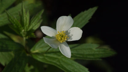 Anemone canadensis - Kanadische Wiesen-Anemone