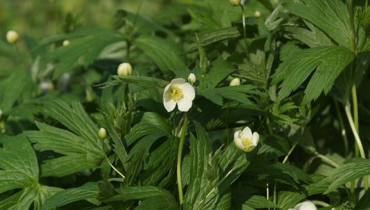 Anemone canadensis - Kanadische Wiesen-Anemone