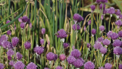 Allium schoenoprasum 'Forescate' - Schnitt-Lauch