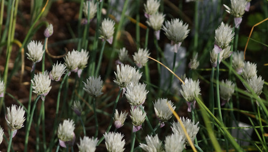 Allium schoenoprasum 'Elbe' - Schnitt-Lauch