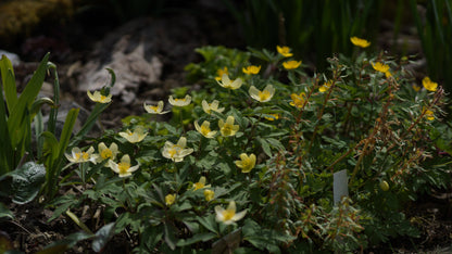 Anemone x lipsiensis 'Vindoboniensis' - Wiener Buschwindröschen