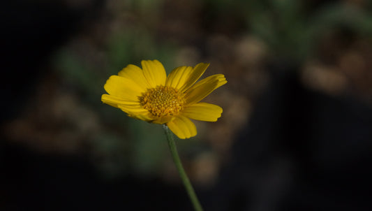 Anthemis marschalliana - Silbrige Hundskamille