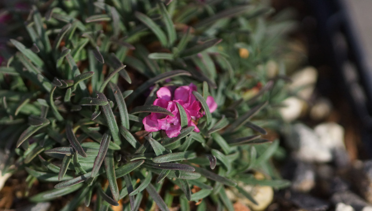 Armeria maritima 'Little Penny' - Grasnelke