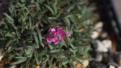 Armeria maritima 'Little Penny' - Grasnelke