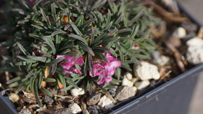 Armeria maritima 'Little Penny' - Grasnelke