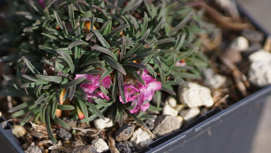 Armeria maritima 'Little Penny' - Grasnelke