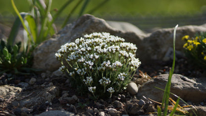 Draba x salomonii - Weisses Hungerblümchen