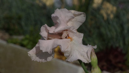 Iris barbata-elatior 'Cherished' - Hohe Bart-Iris