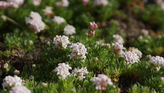 Asperula gussonii - Berg-Meister