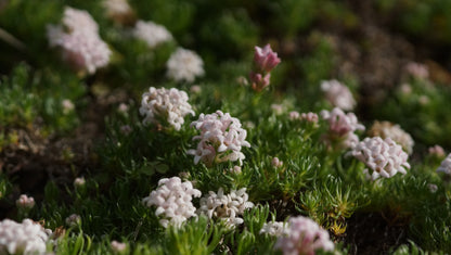 Asperula gussonii - Berg-Meister