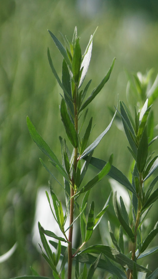 Artemisia dracunculus var. sativus 'Baden-Baden' - Deutscher Estragon
